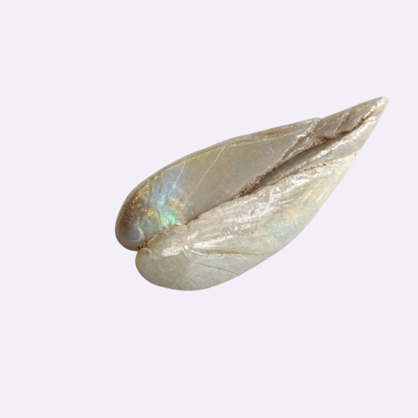 Natürlicher Opal – 55,72 ct | Muschelform | Coober Pedy