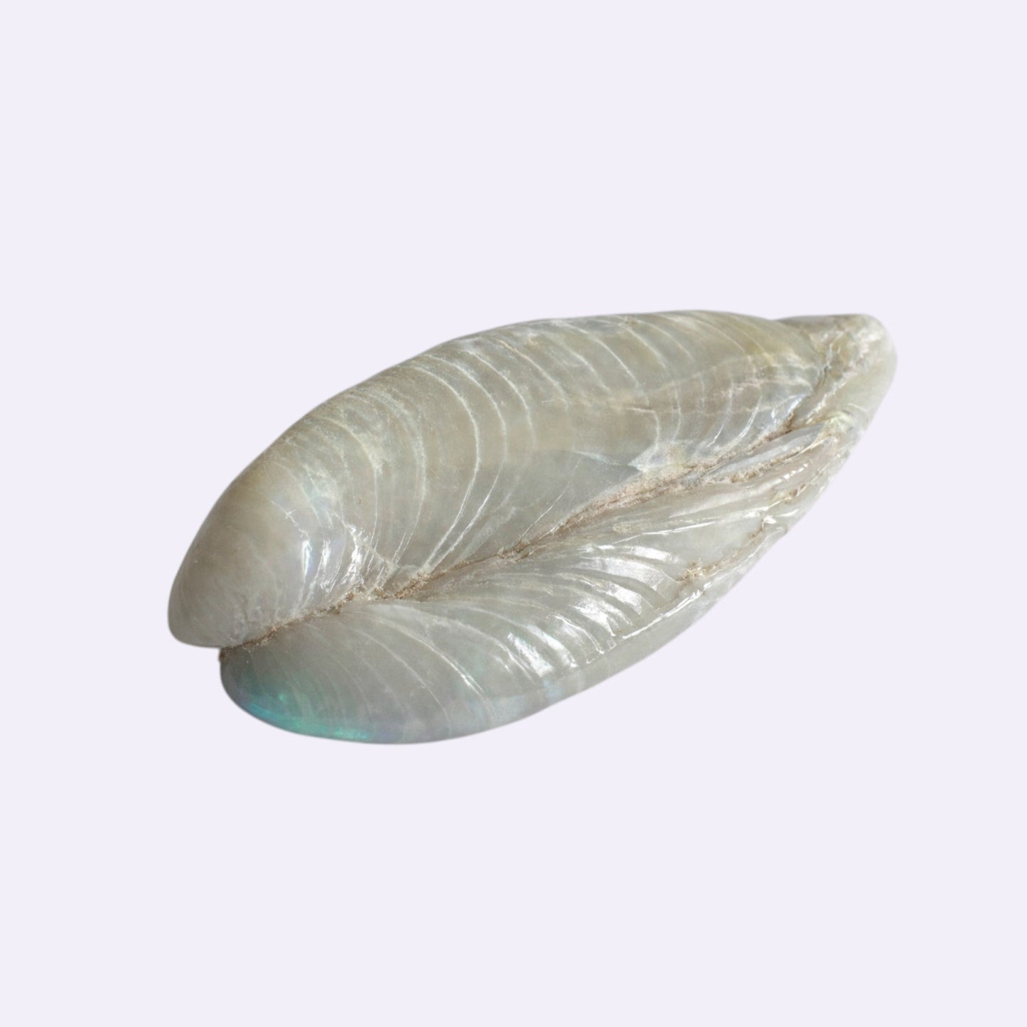 Natürlicher Opal – 55,72 ct | Muschelform | Coober Pedy