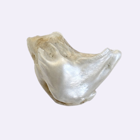 Natürliche Mississippi-Perle – 10,2 ct | Barocke Freiform | Silberweiß